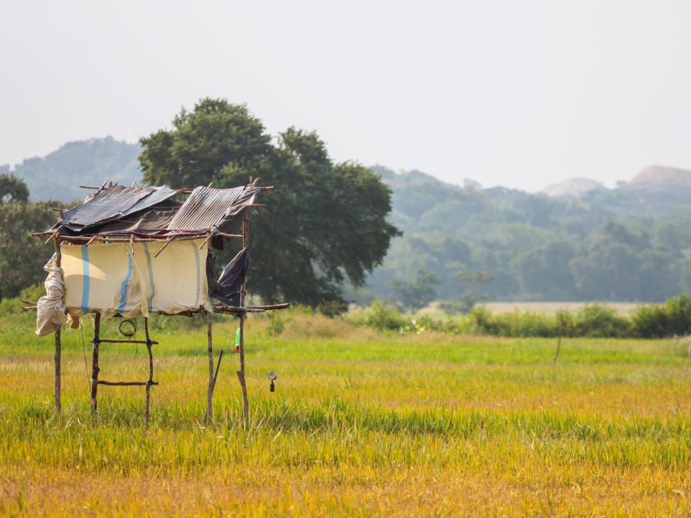 Why Flashy International Ad Agencies Often Underperform in Informal Economies